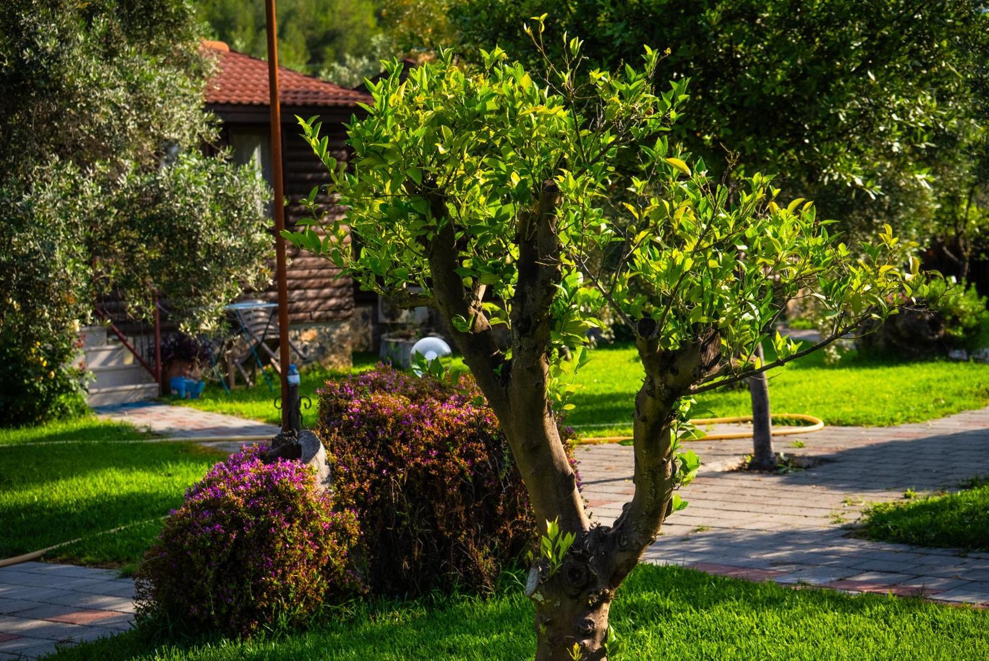 Defne Olive Gardens, Koca Calis, - Previously Defne Tatil Evi