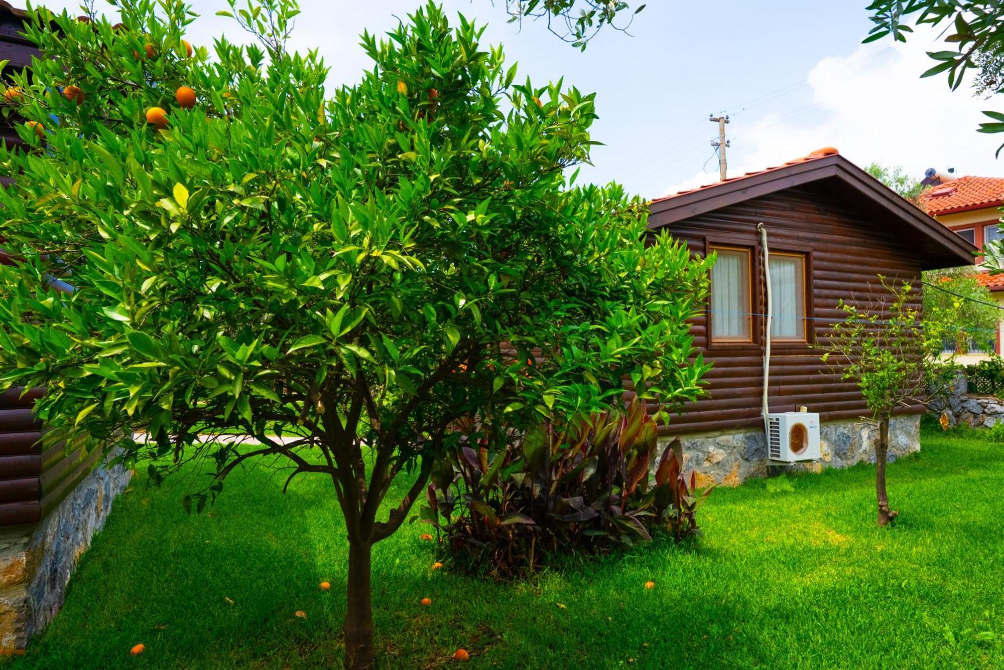 Tatil Evi Defne Olive Gardens, Koca Calis, - Previously Defne