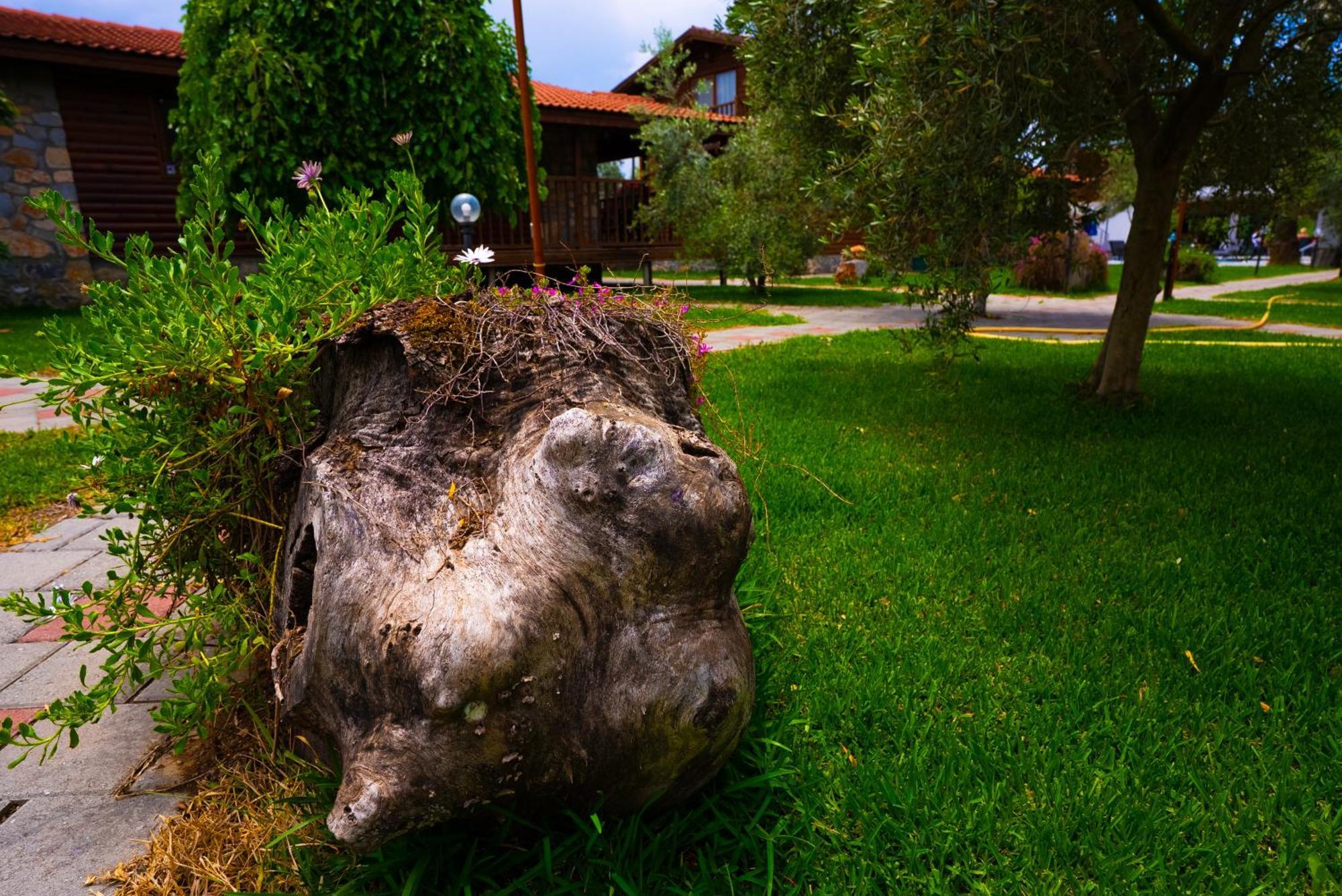 Tatil Evi Defne Olive Gardens, Koca Calis, - Previously Defne *
