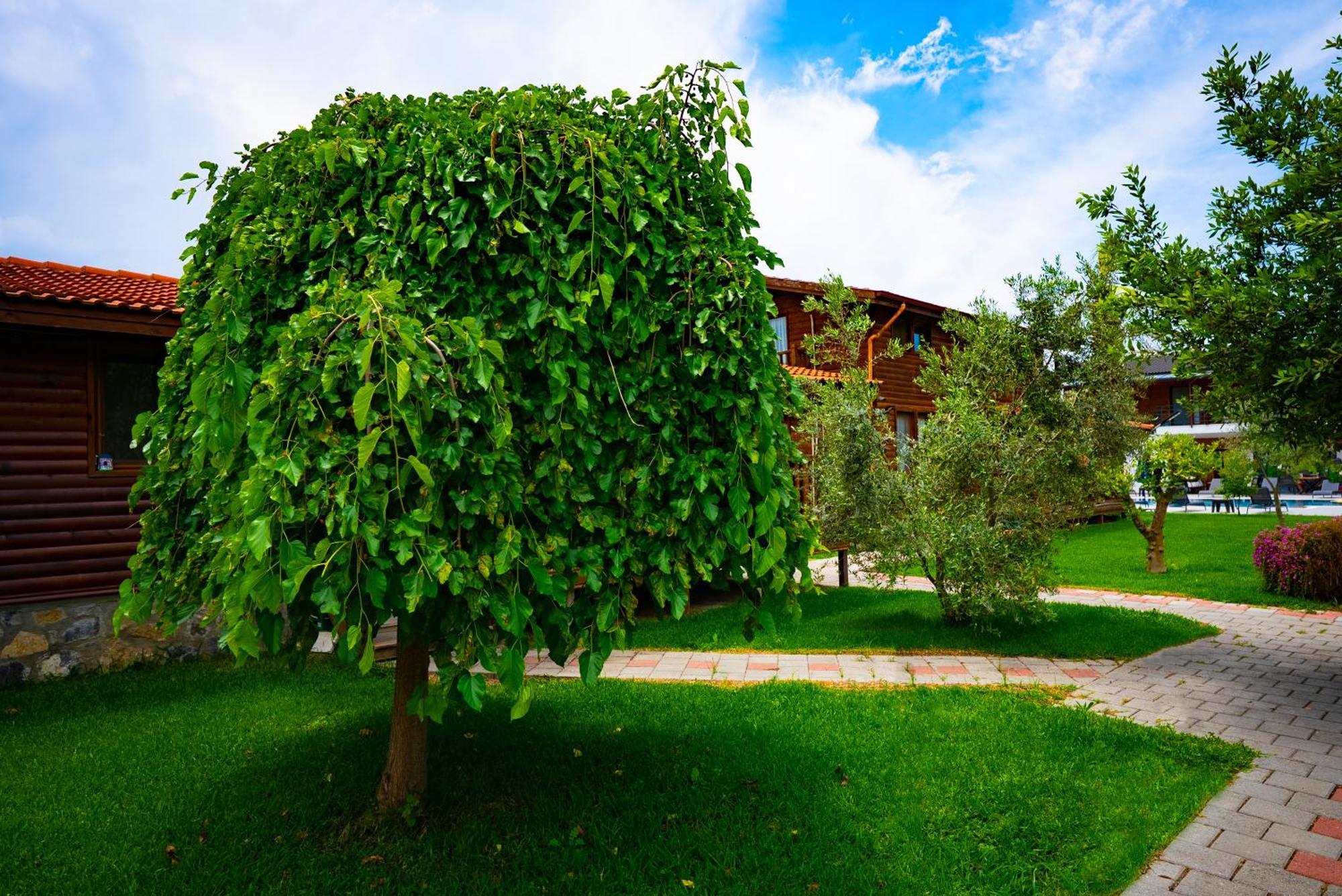 Defne Olive Gardens, Koca Calis, - Previously Defne *